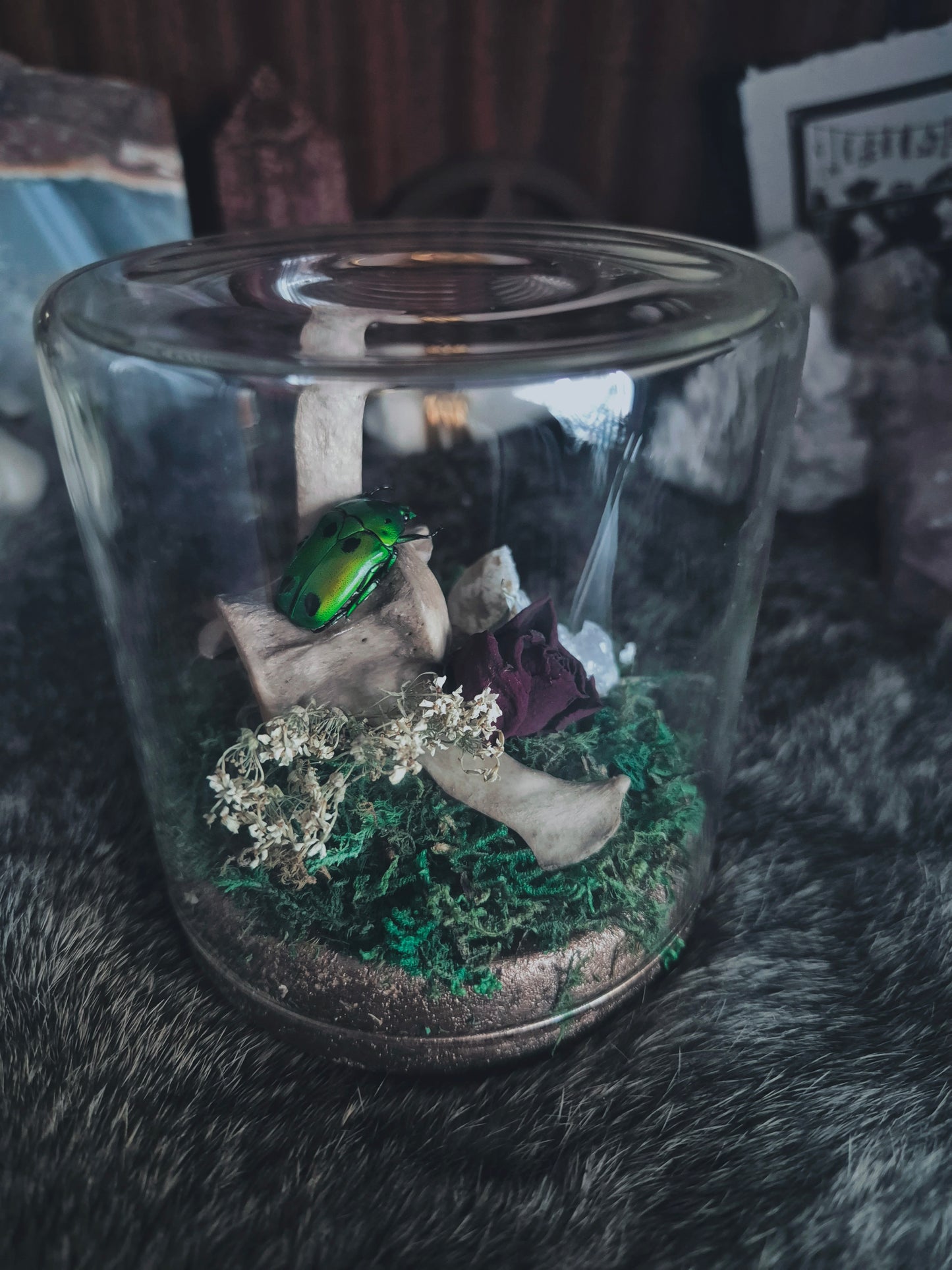 Green Scarab Beetle Dome