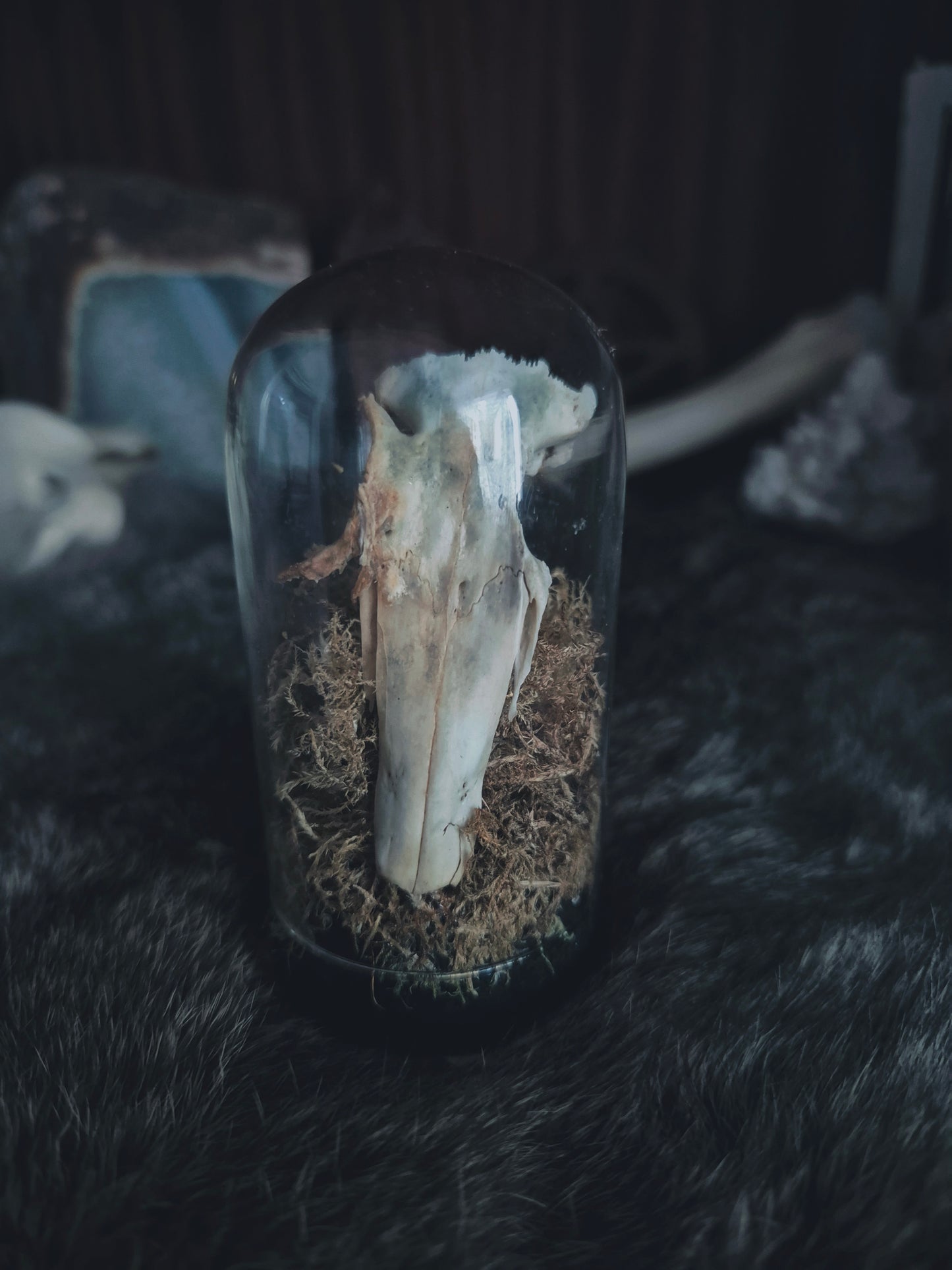Partial Rabbit Skull Dome