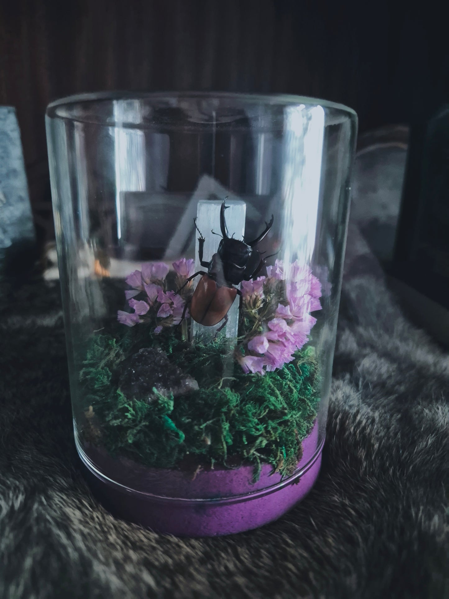 Brown and Black Stag Beetle Dome