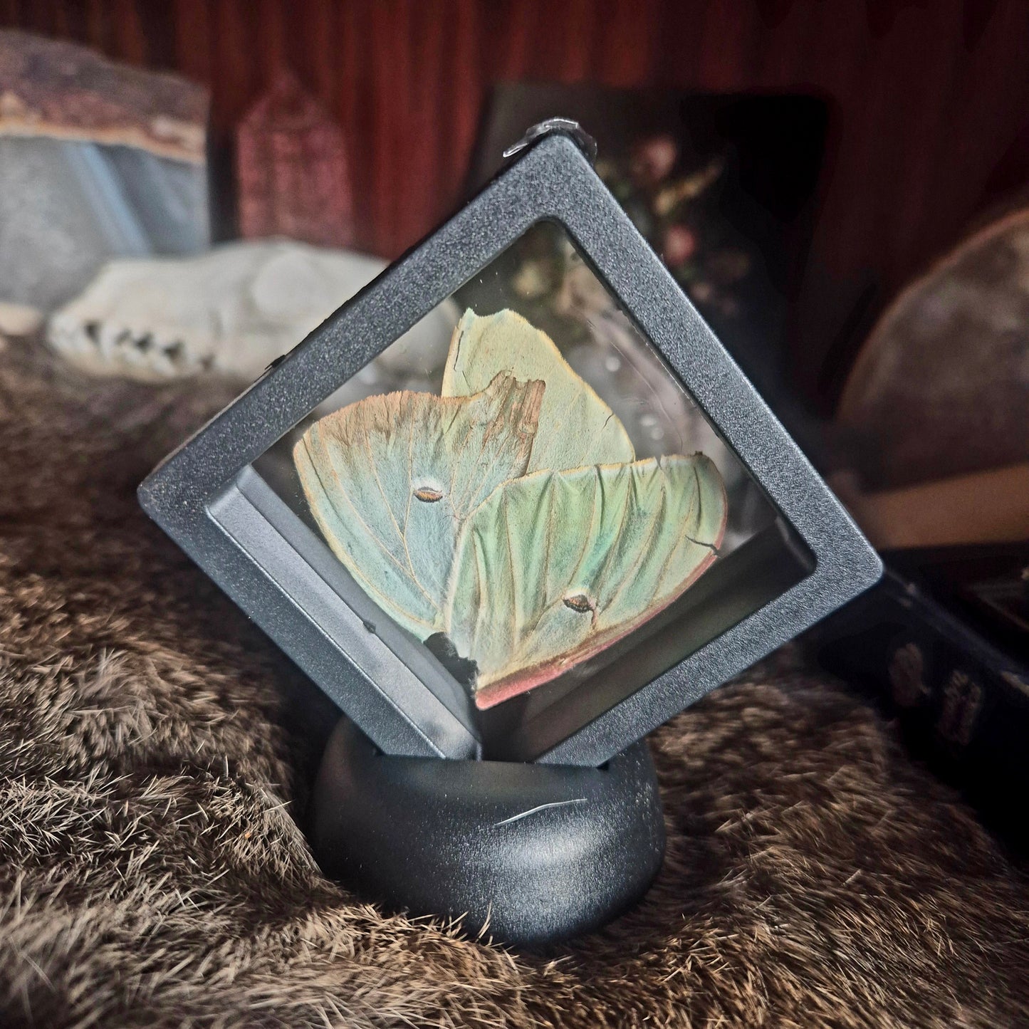 Butterfly Wing Frame