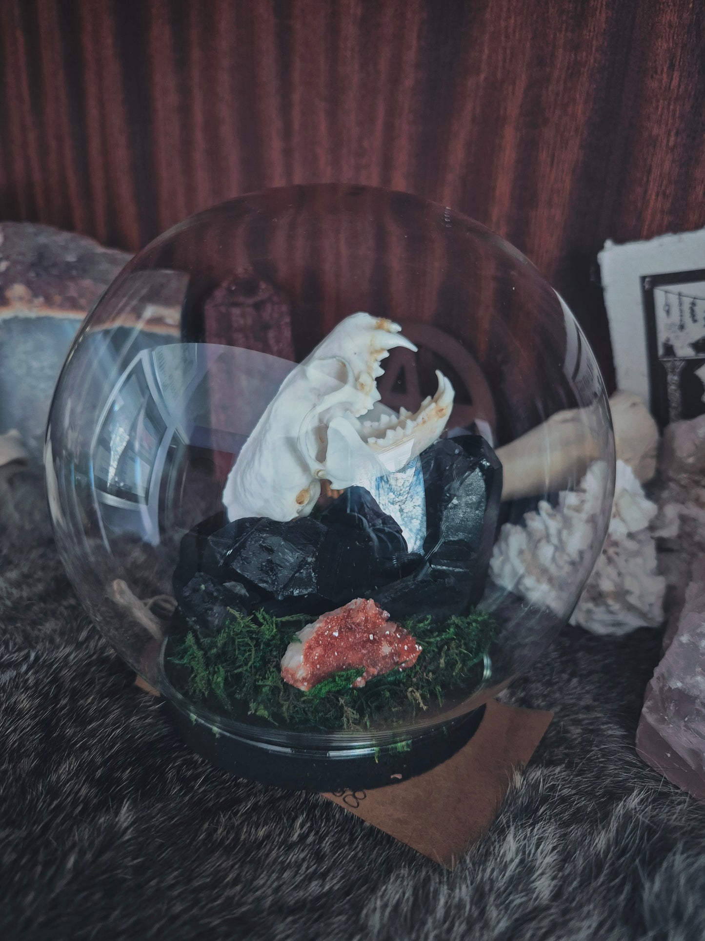 Stoat Skull Dome