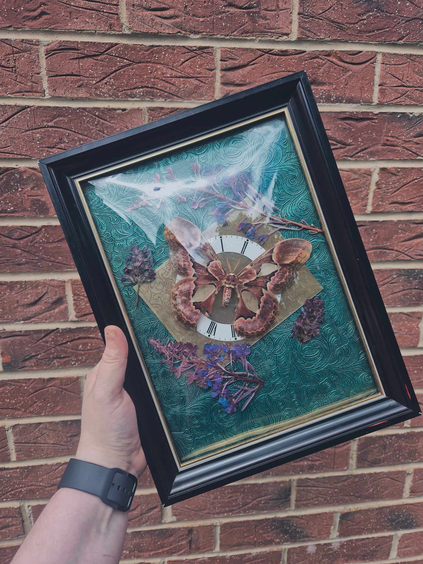 Atlas Moth Frame