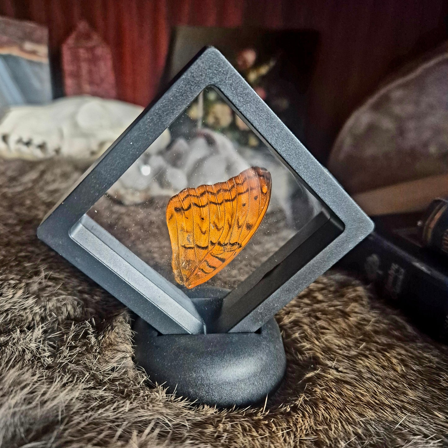 Butterfly Wing Frame