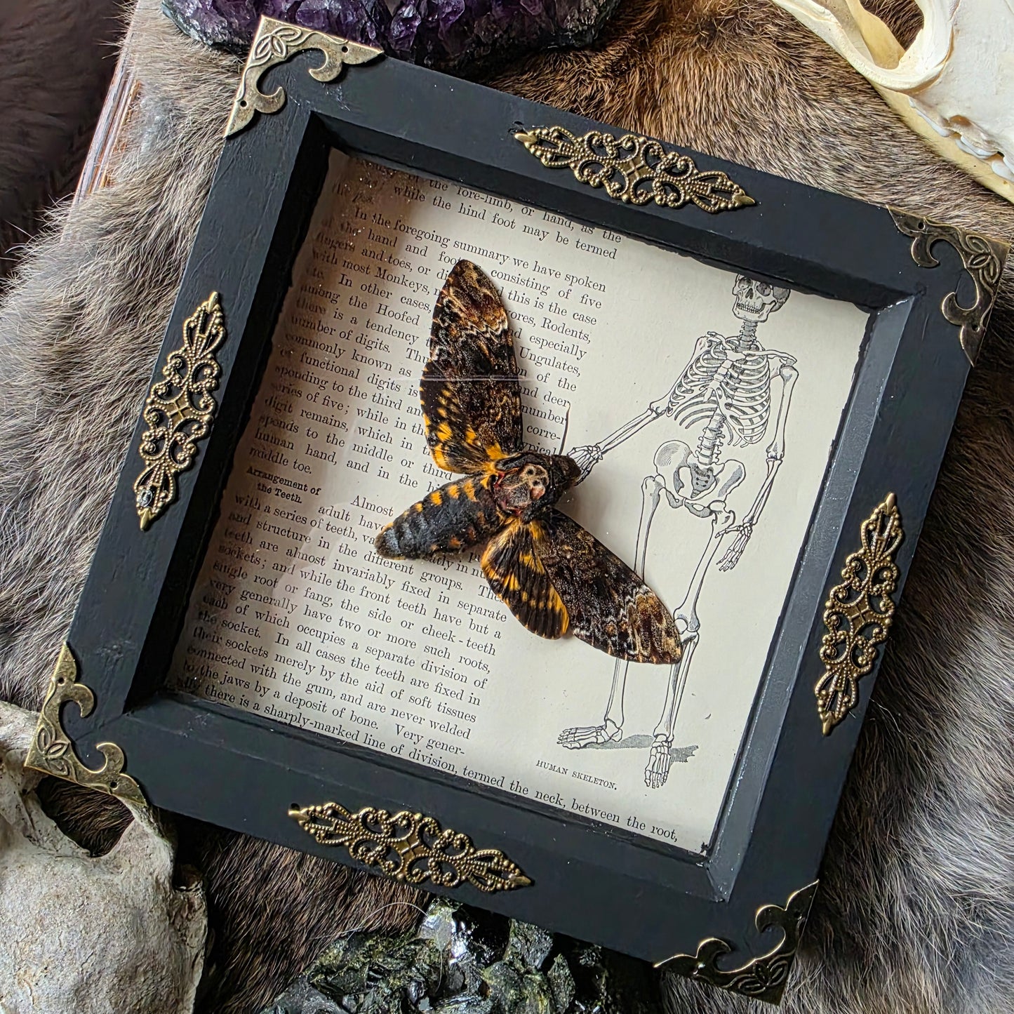Death Head Moth Frame
