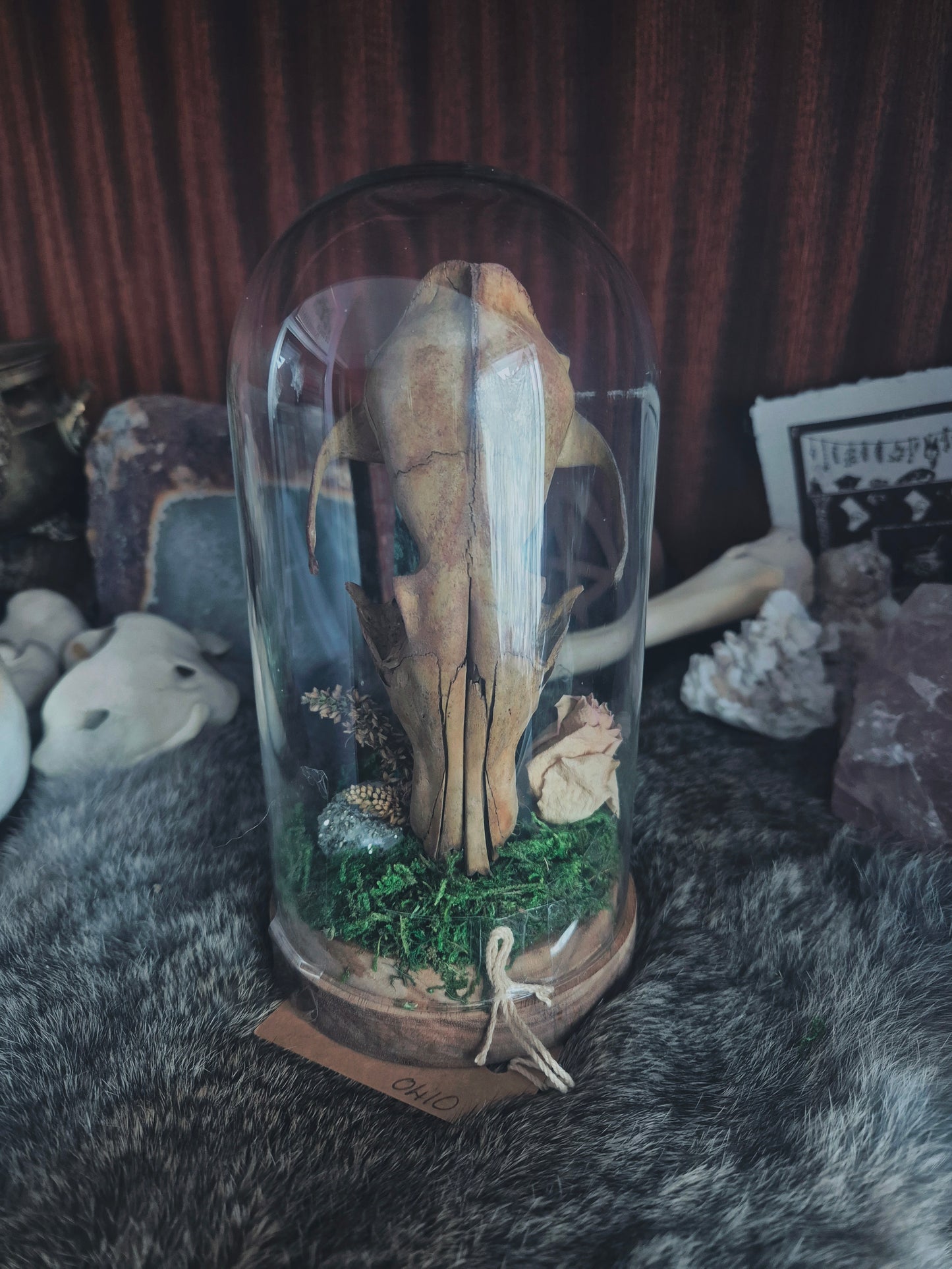 Fox Skull Dome