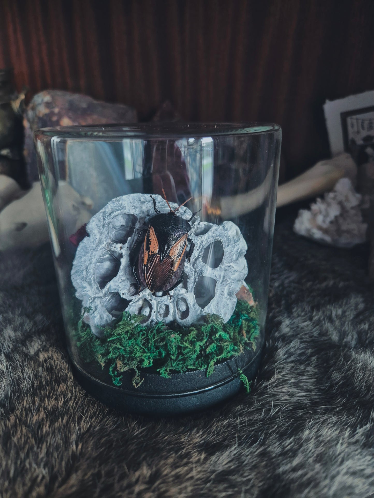 Shield Bug Dome