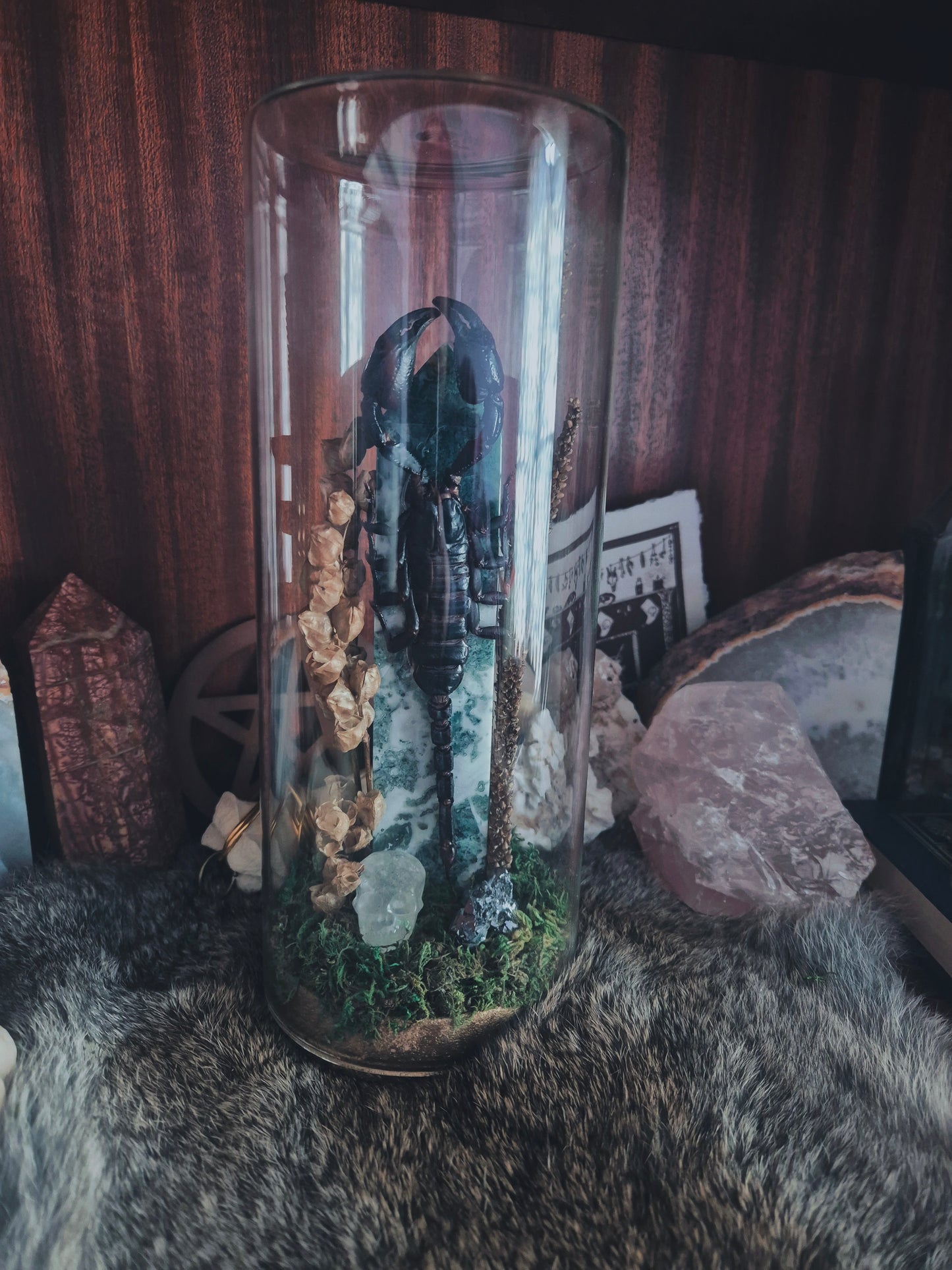 Scorpion