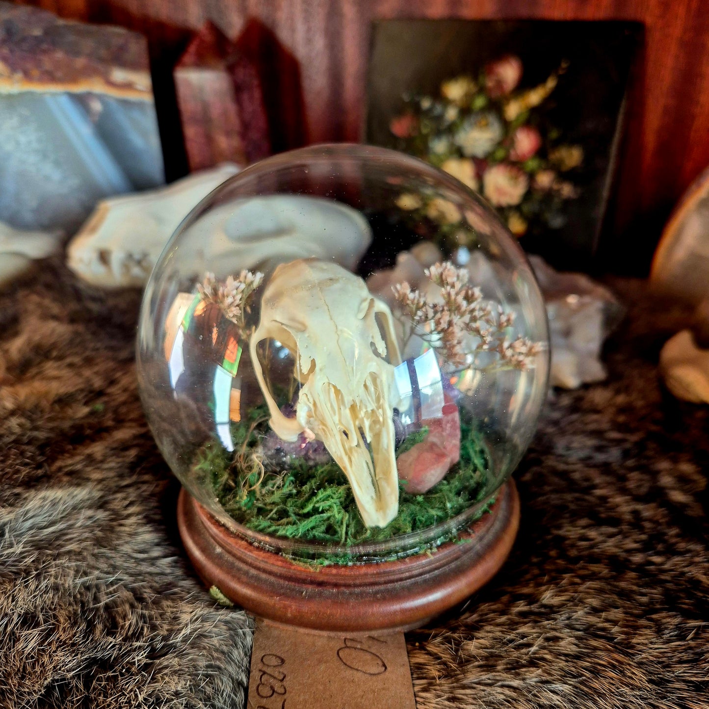 Rabbit Skull Bubble Dome
