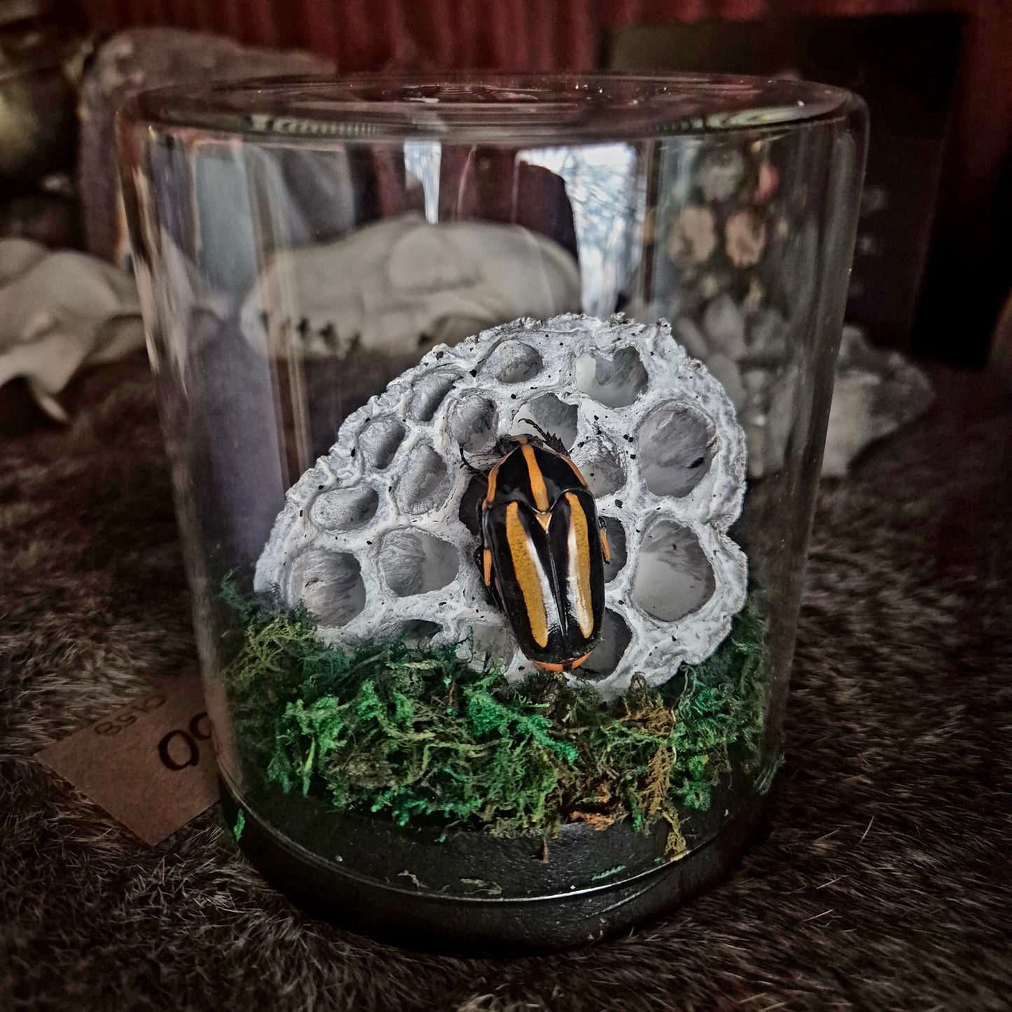 Black Tiger Beetle Jar