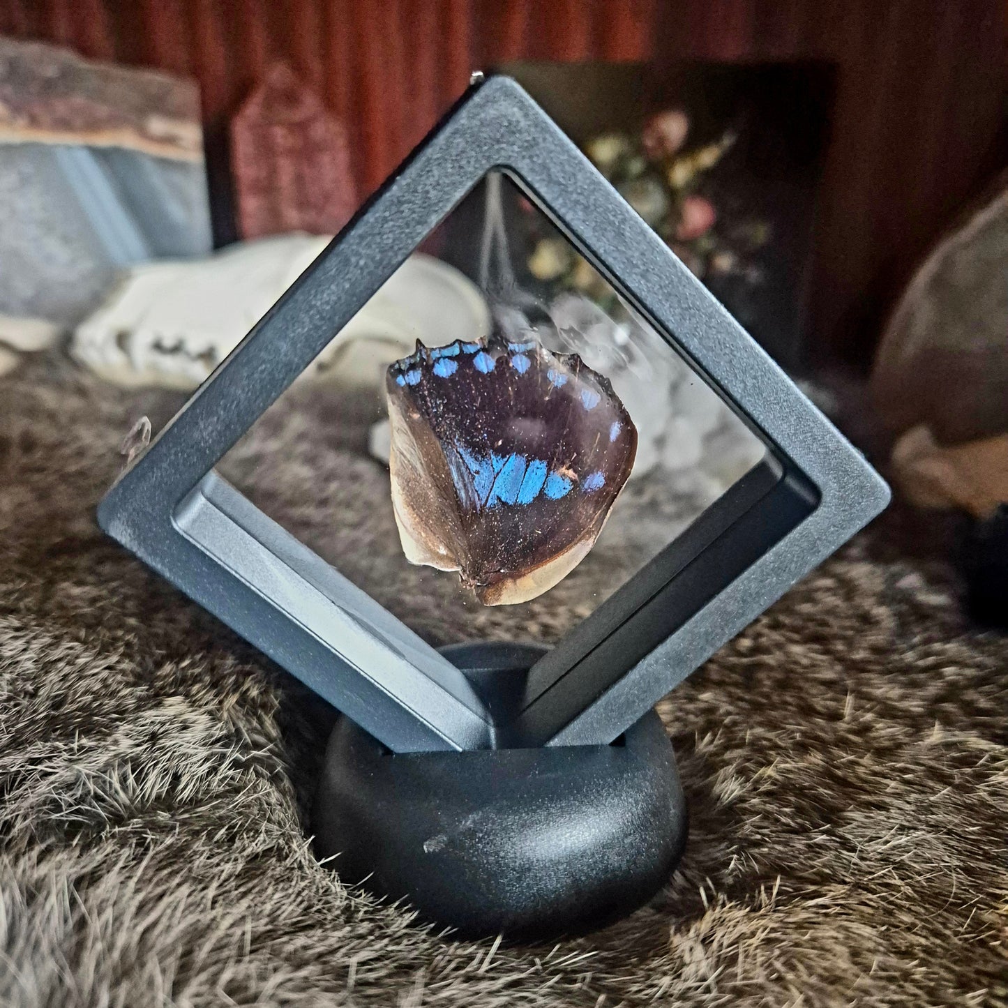 Butterfly Wing Frame