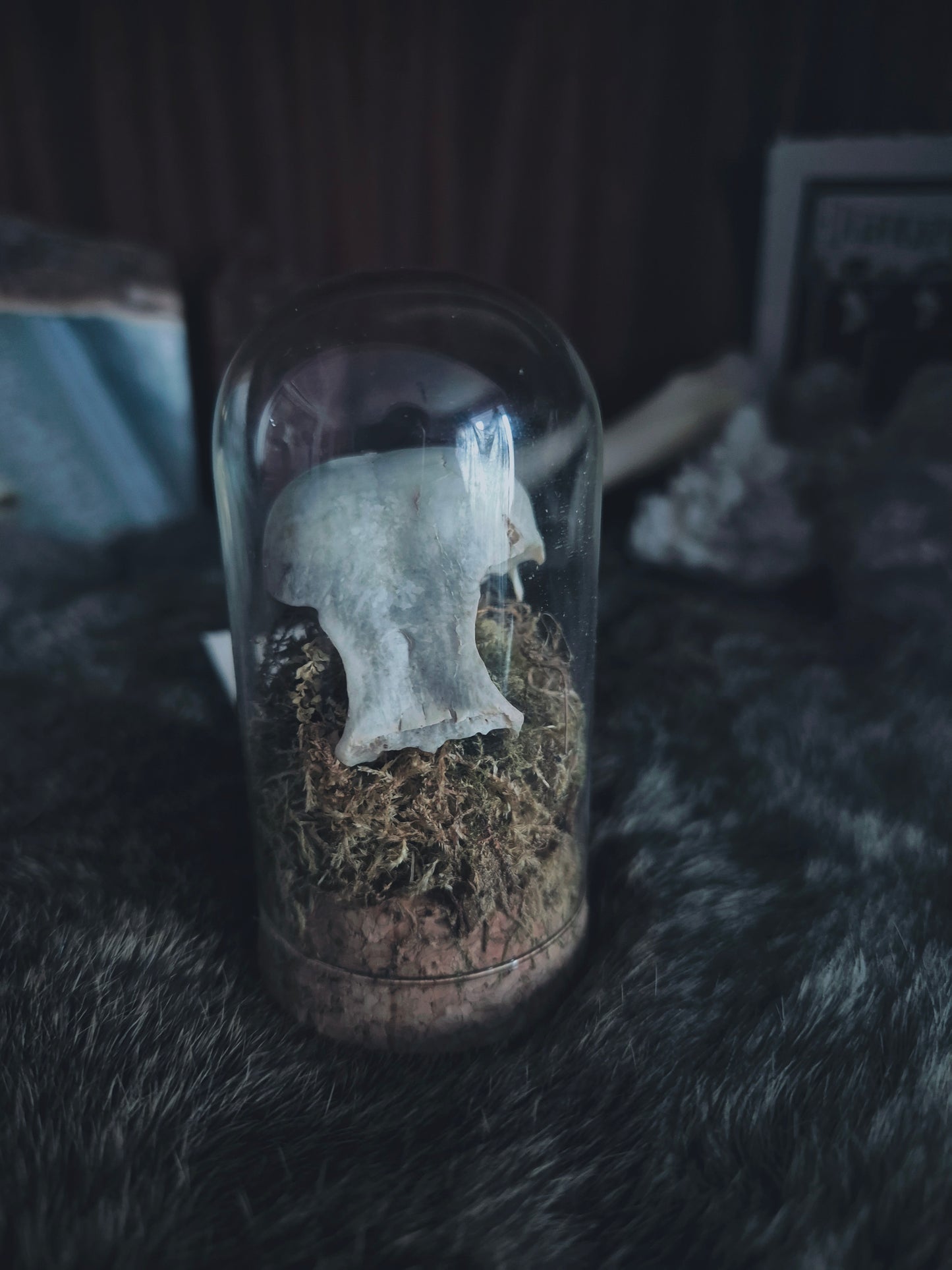 Partial Bird Skull Dome