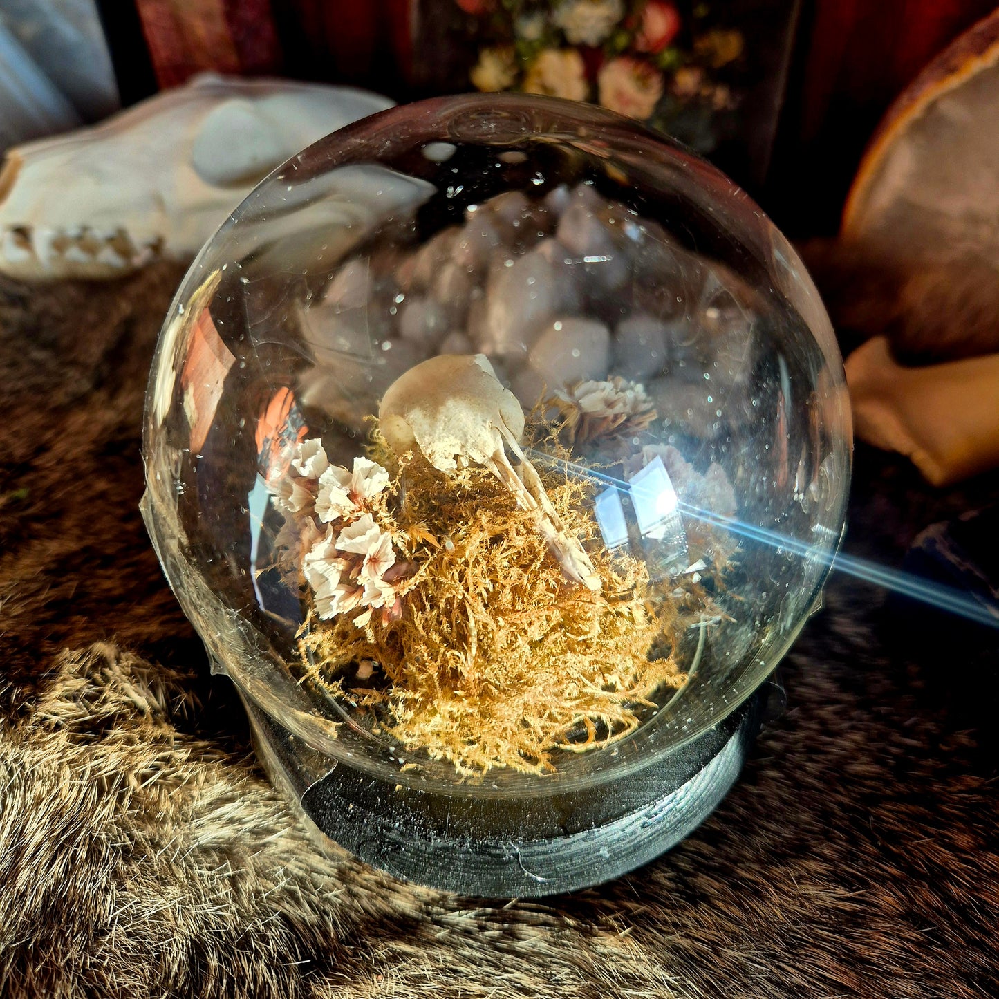 Pigeon Skull Bubble Dome