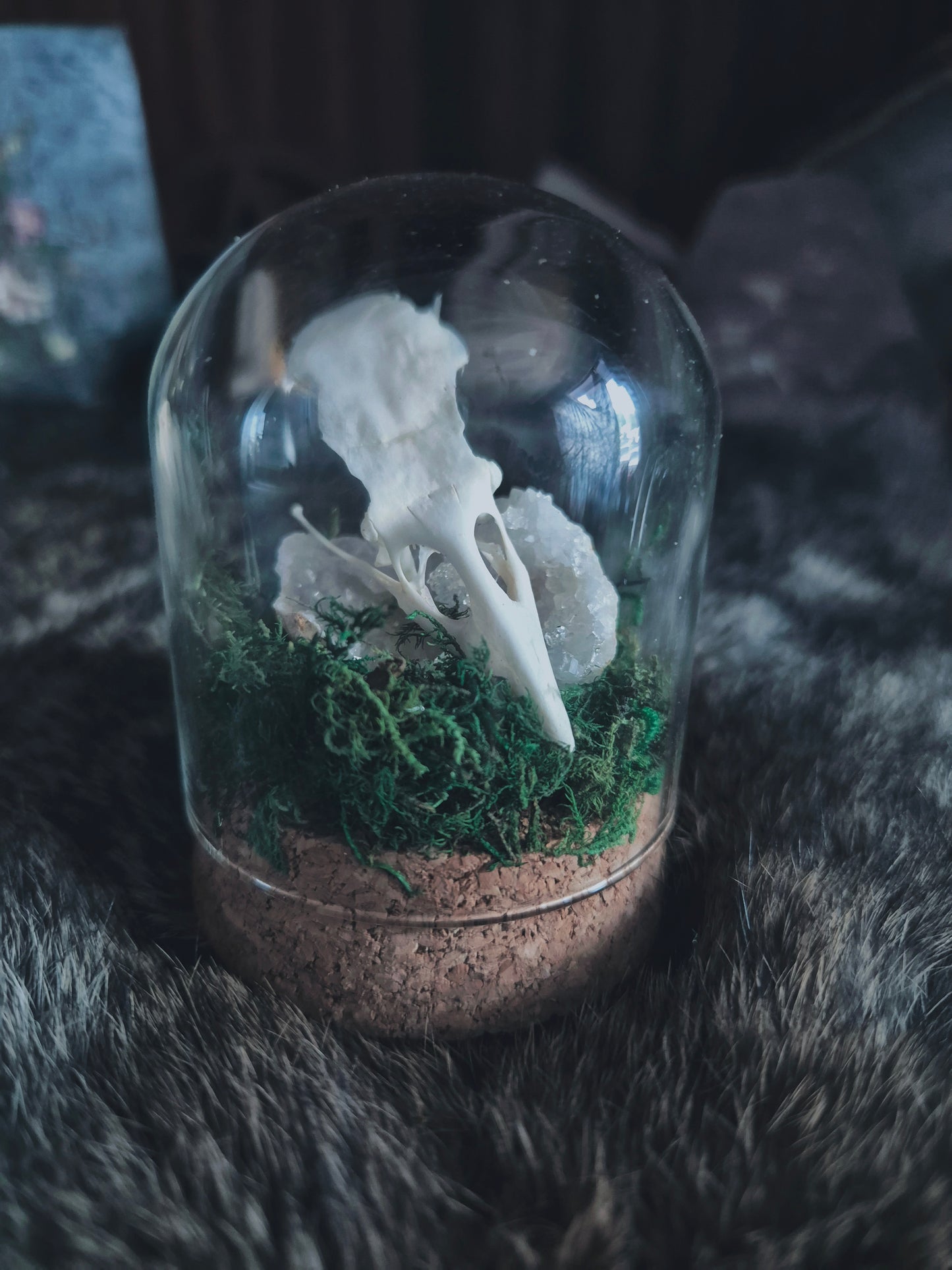 Crow Skull Dome