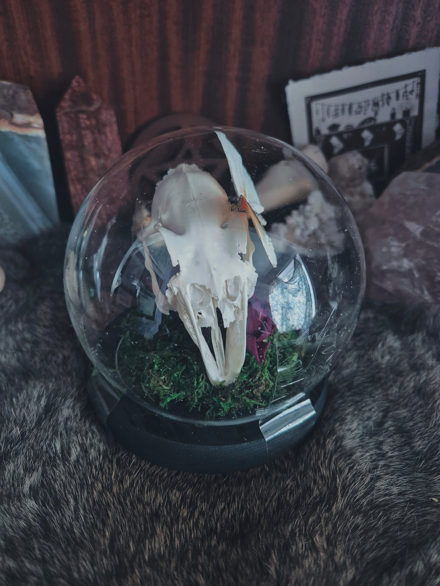 Rabbit Skull and Butterfly Dome