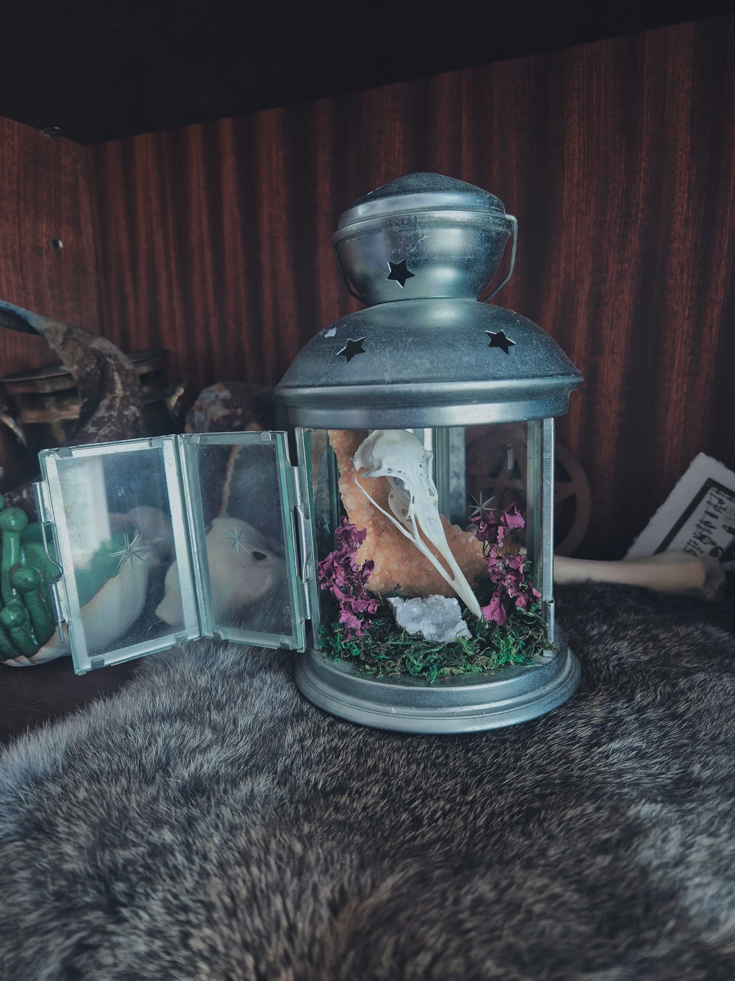 Seagull Skull Lantern