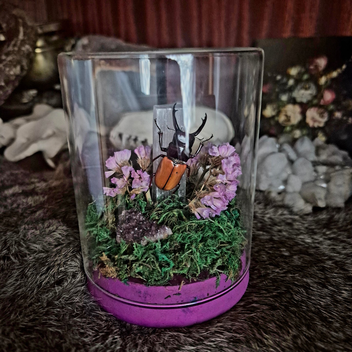 Brown and Black Stag Beetle