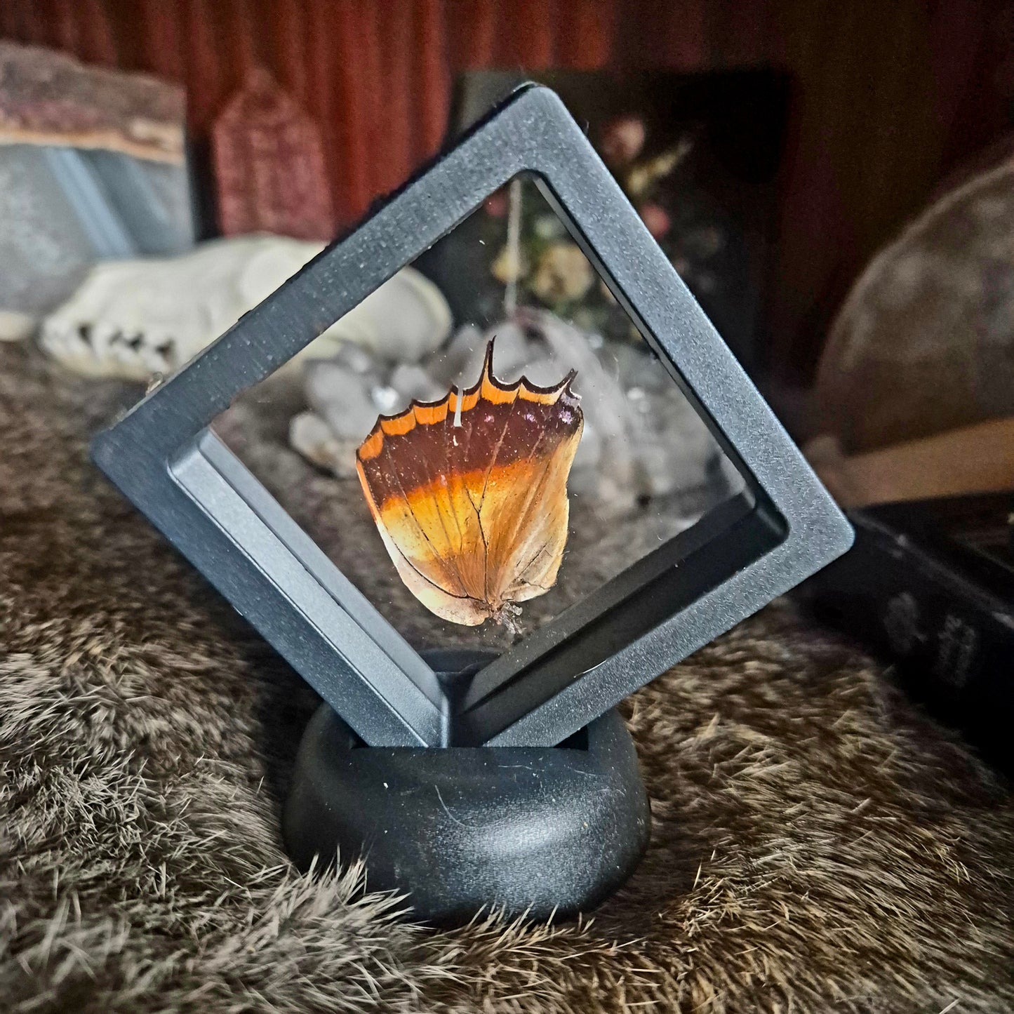 Butterfly Wing Frame