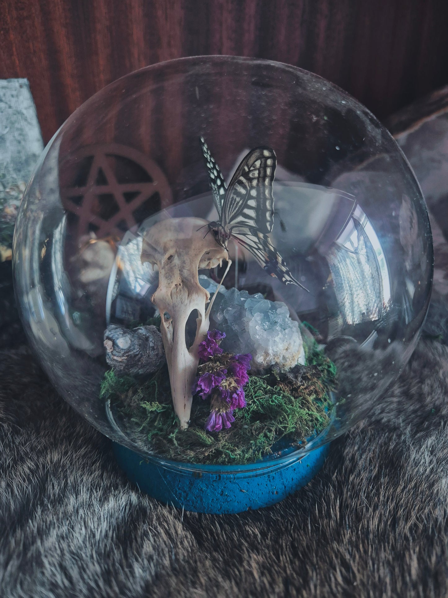 Crow Skull and Butterfly Dome