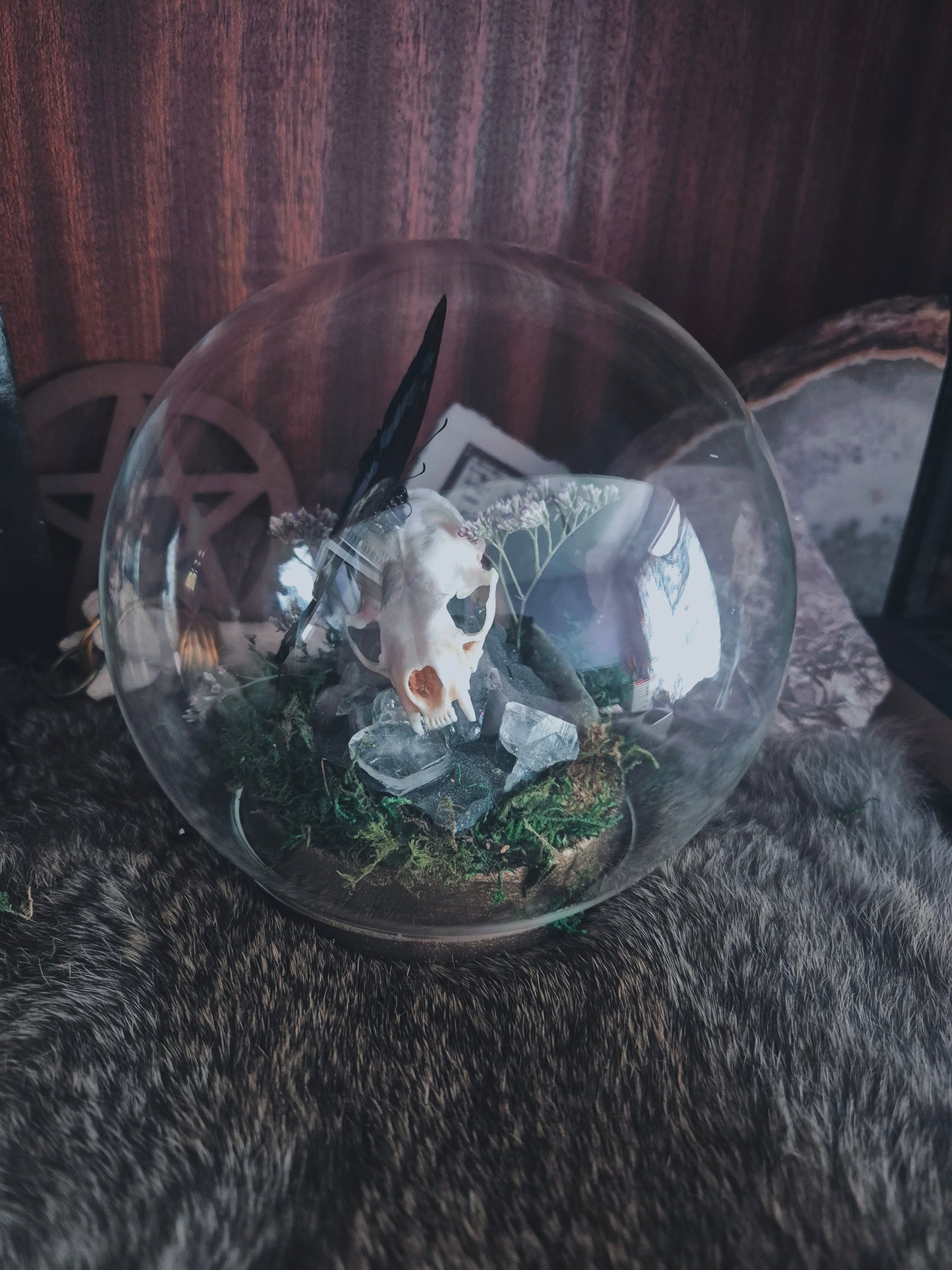 Stoat Skull and Butterfly Dome