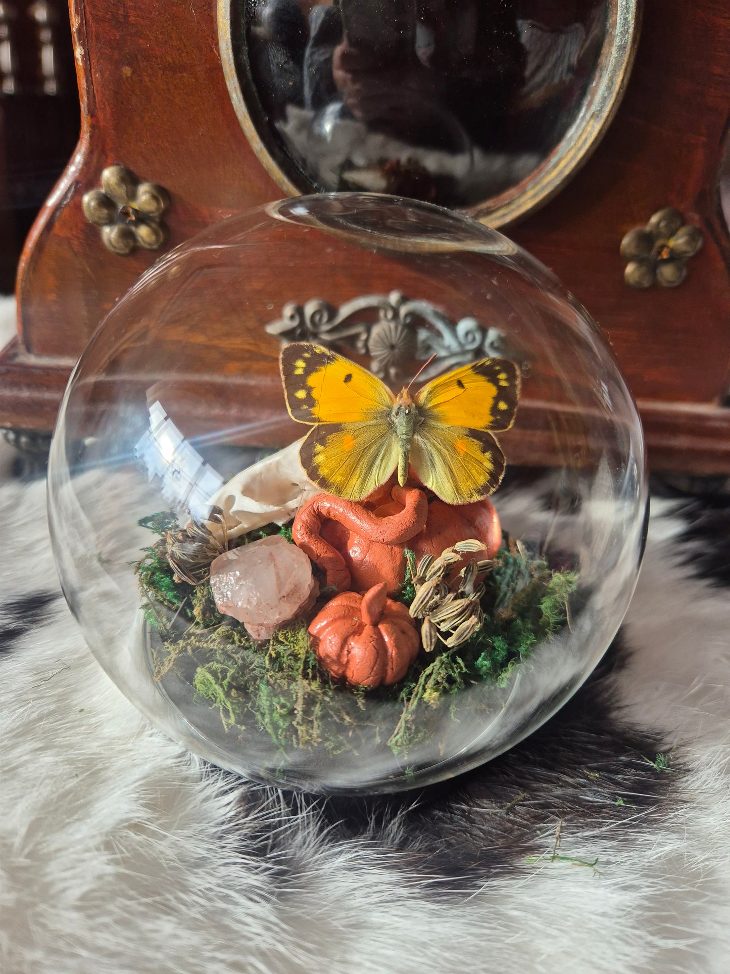 Rat Skull and Clouded Yellow