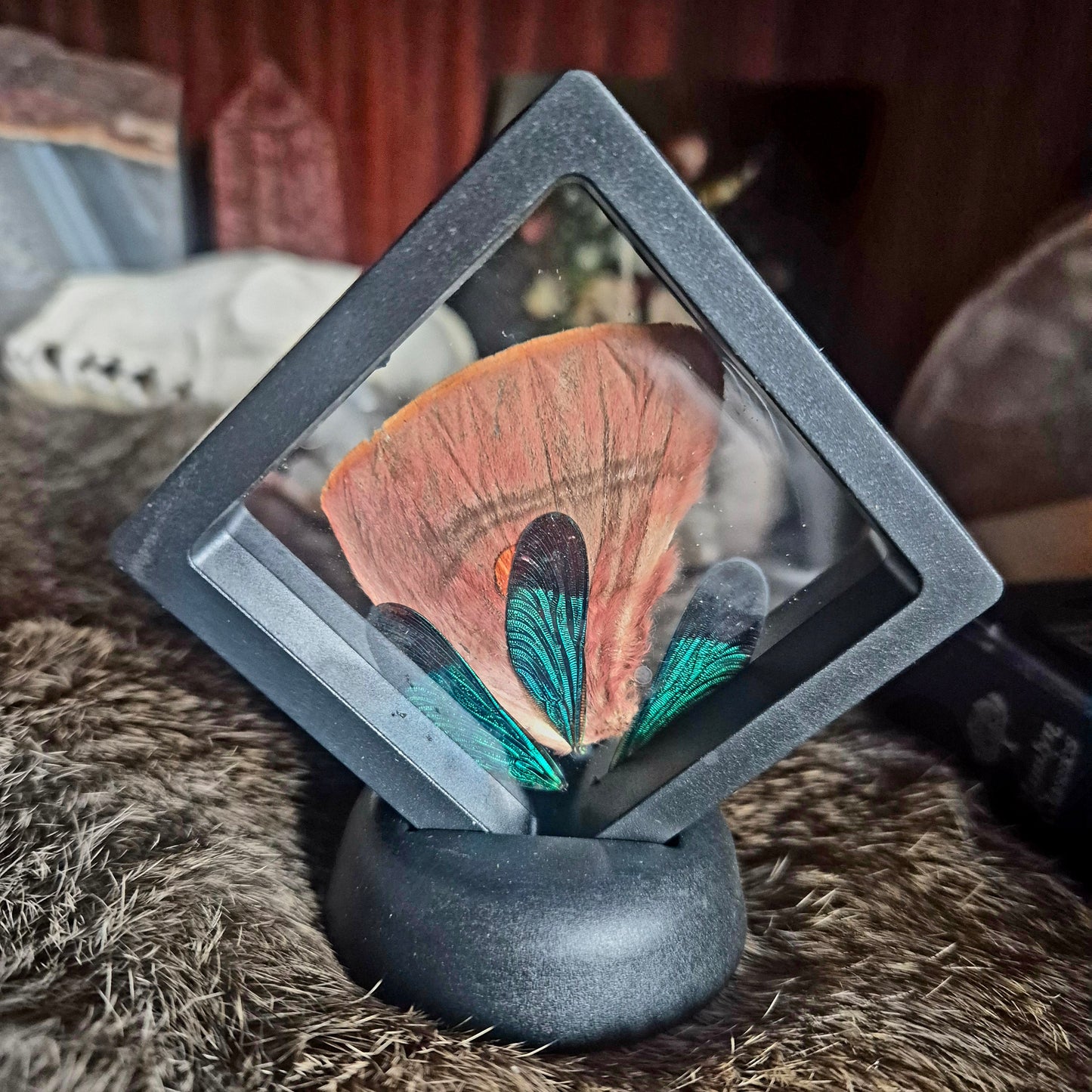 Butterfly Wing Frame