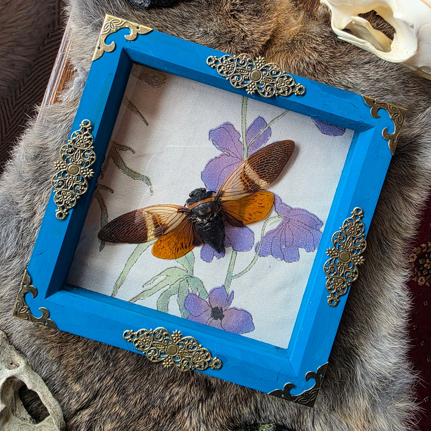 Cicada Frame