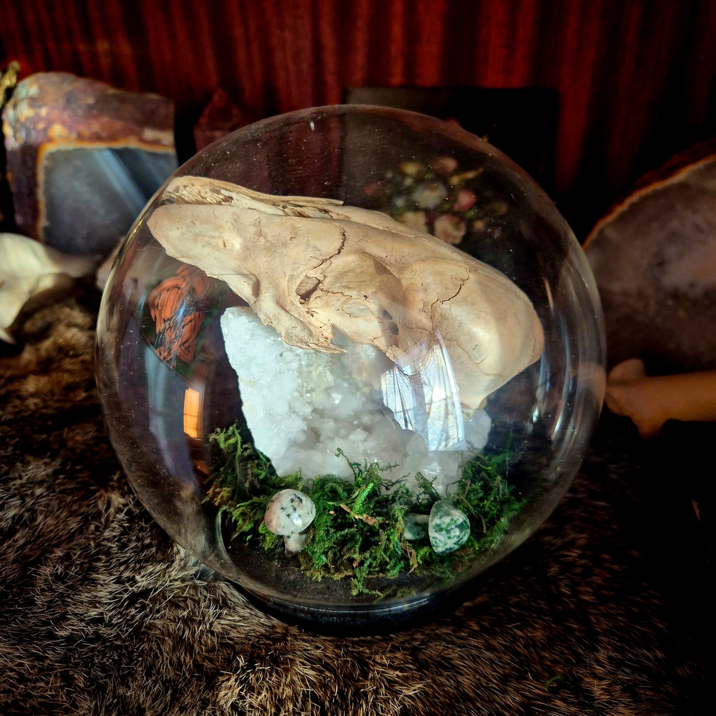 Fox Skull Bubble Dome
