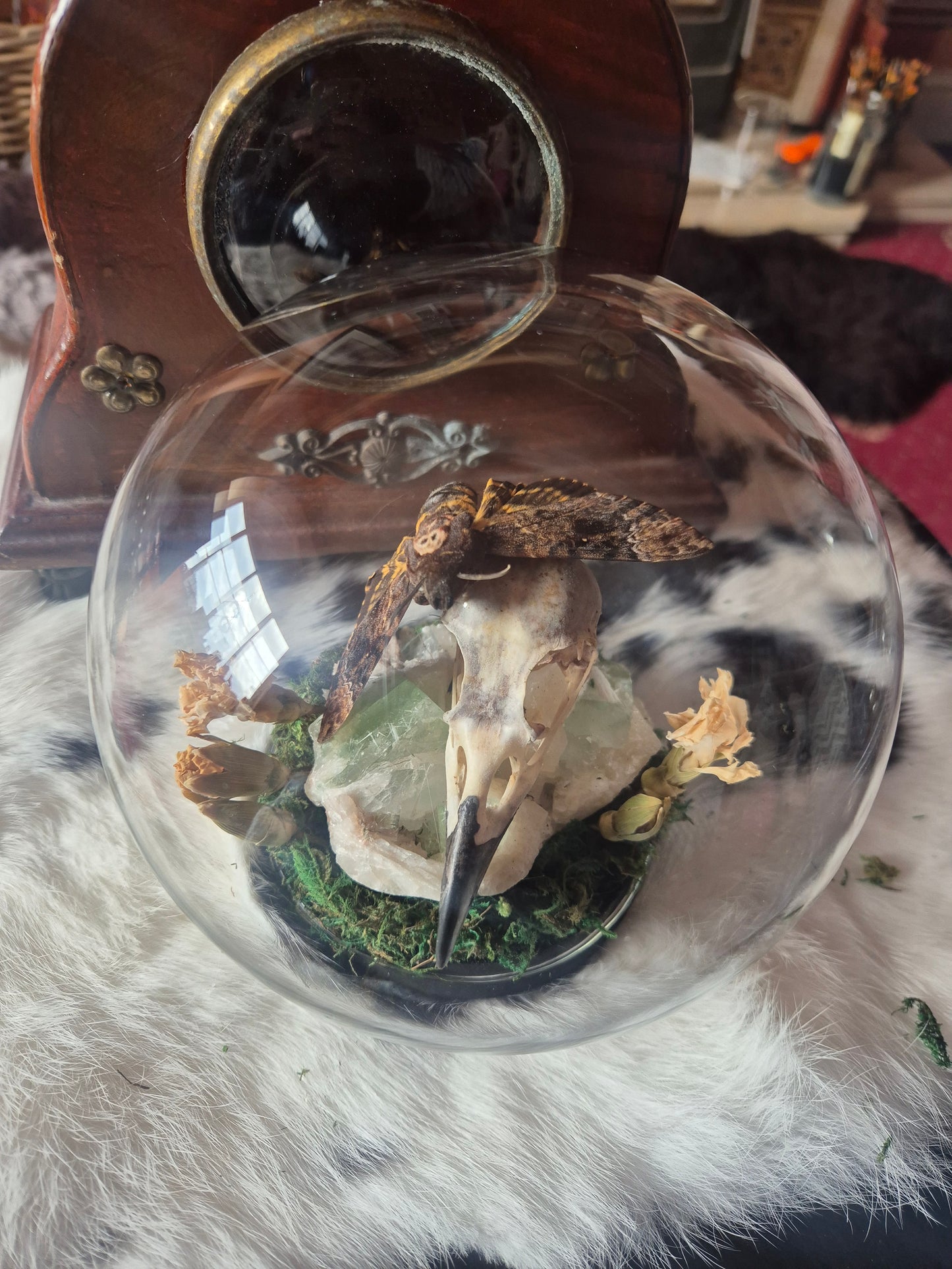 Crow Skull and Death Head Moth