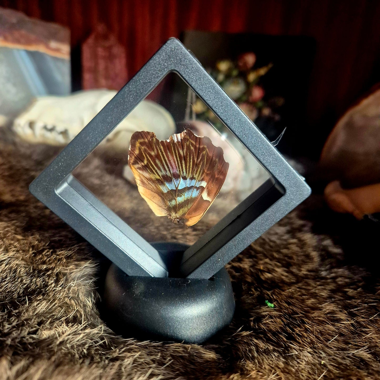 Butterfly Wing Frame