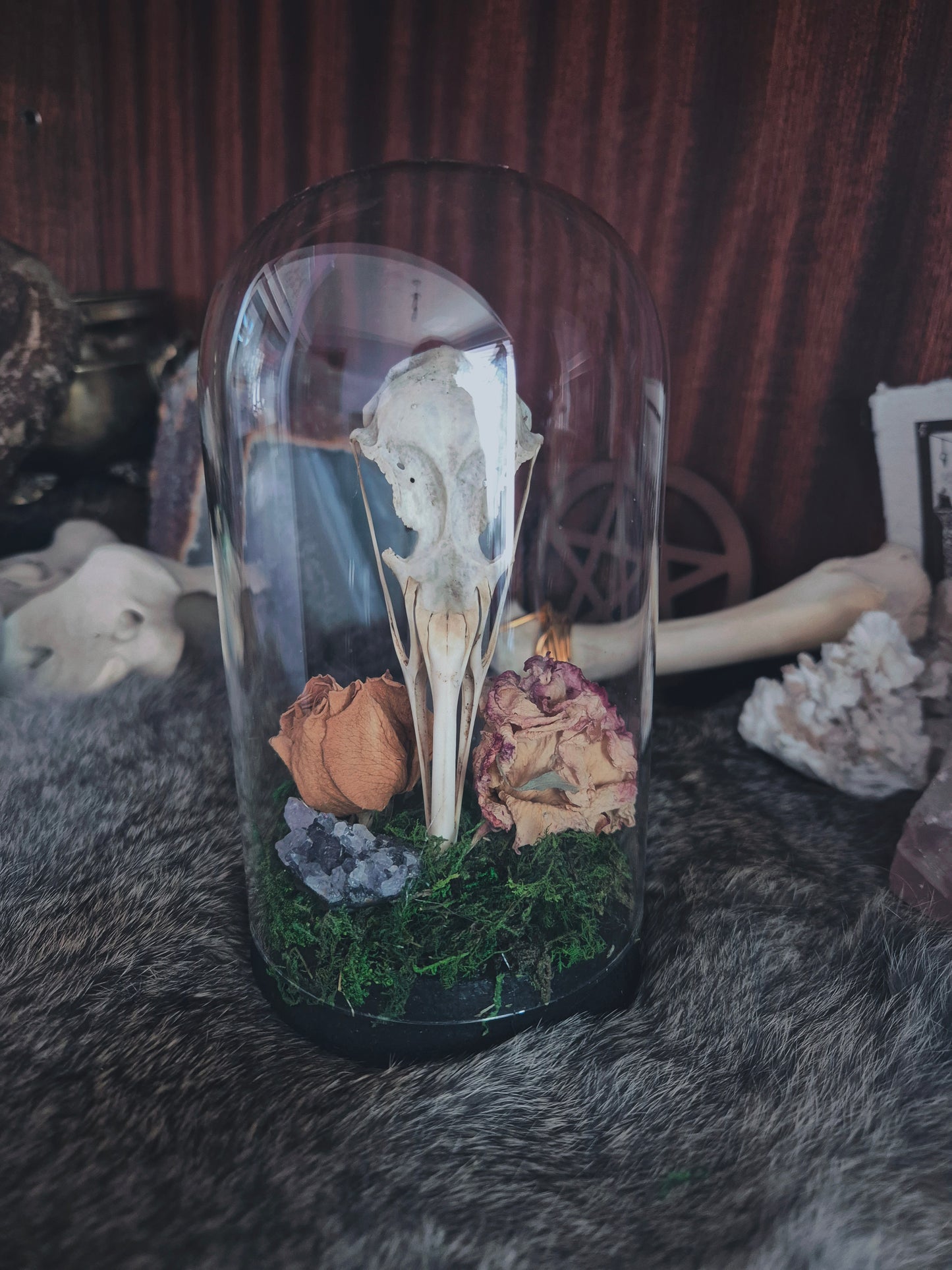 Gull Skull Dome