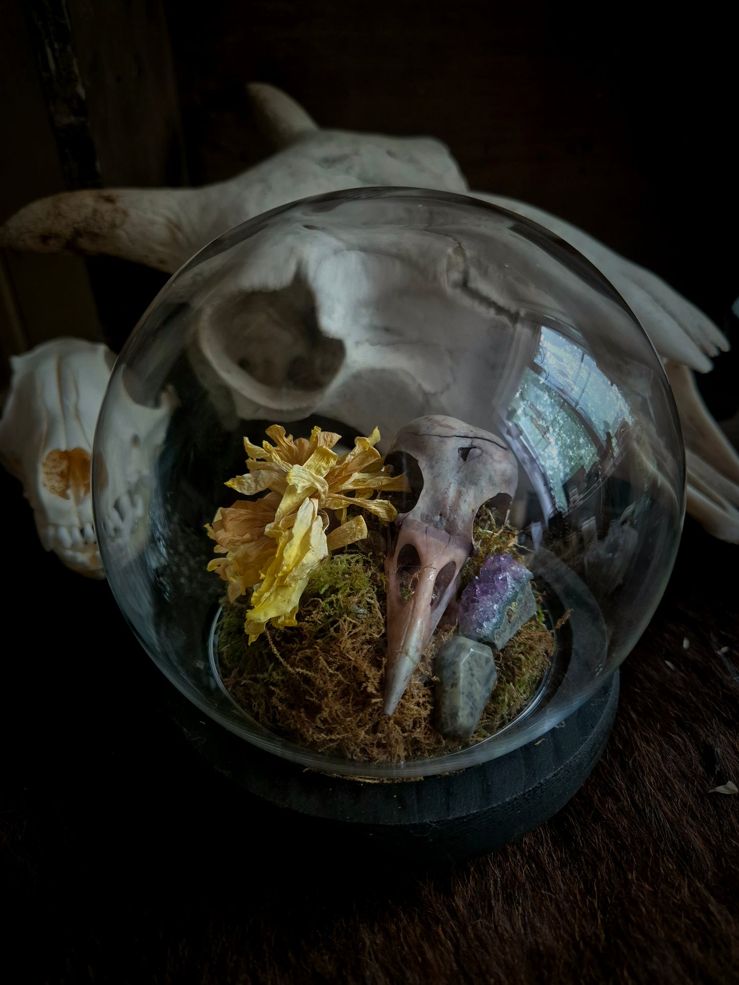 Bramble Dyed Corvid Skull Dome