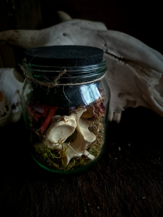 Vertebrae in Jar