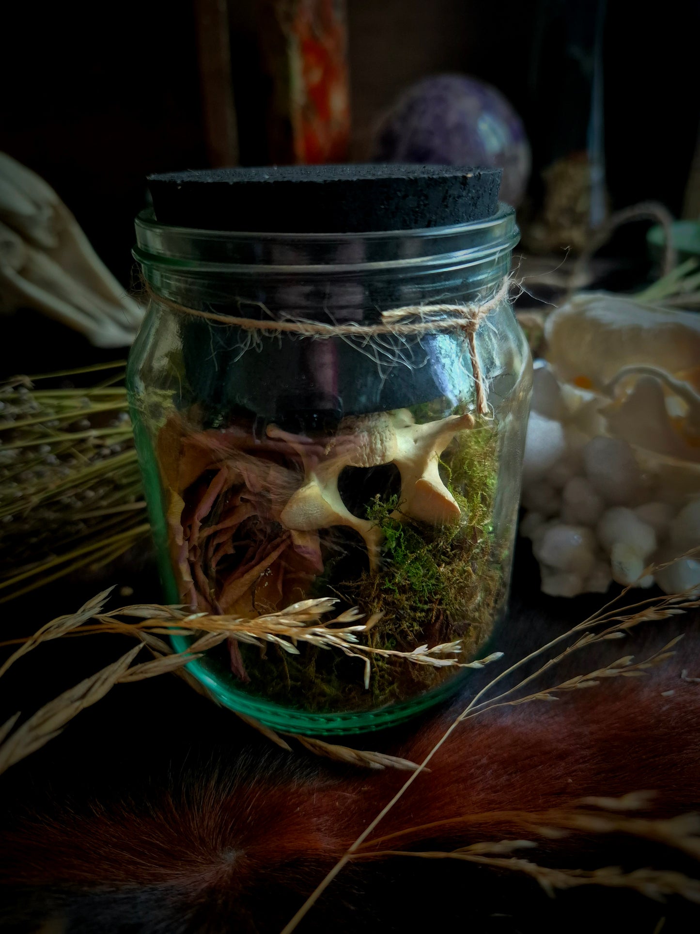 Vertebrae in Jar