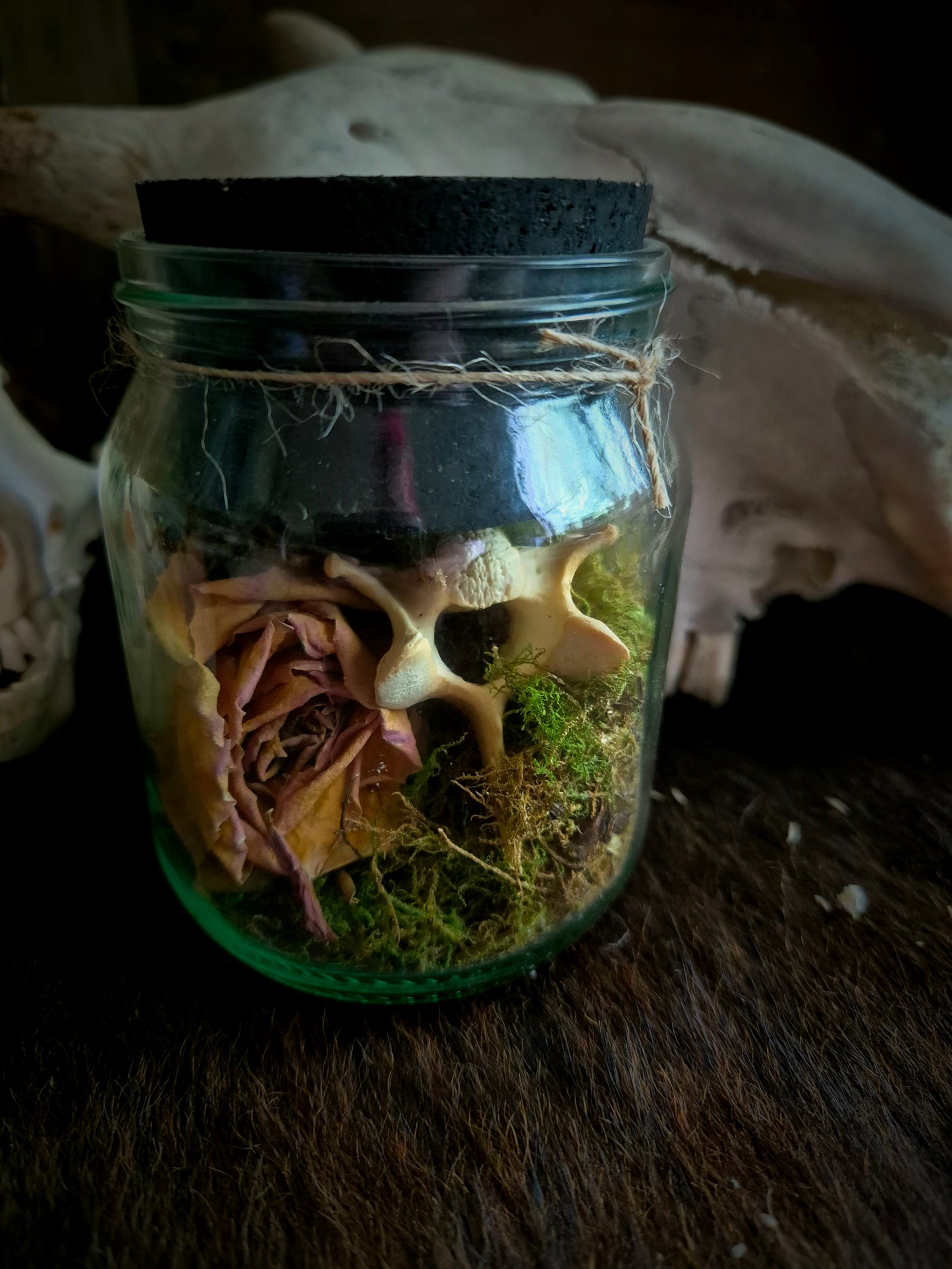 Vertebrae in Jar