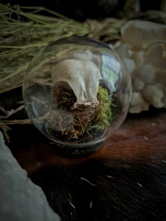 Partial Bird Skull Dome