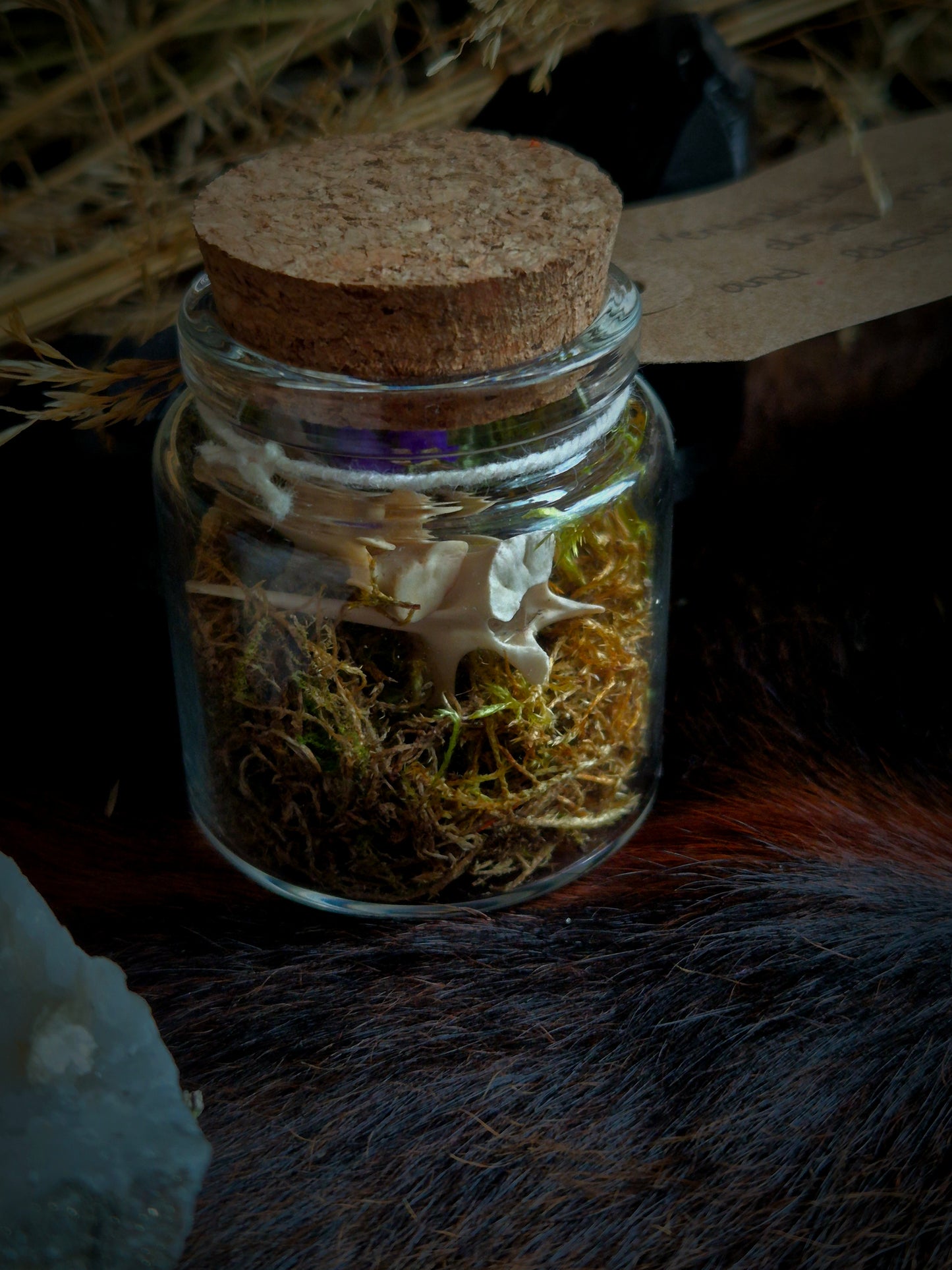 Vertebrae in Jar