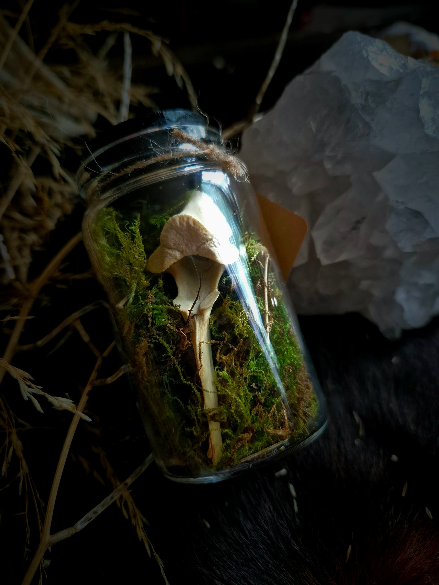 Vertebrae in Jar