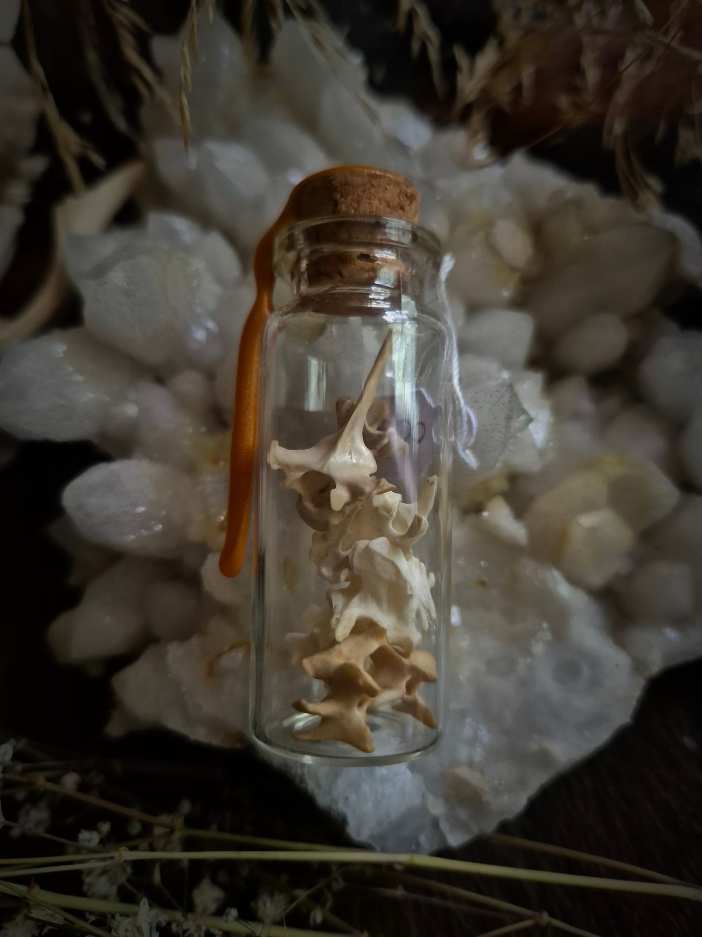 Mixed Vertebrae Mini Curio Jar