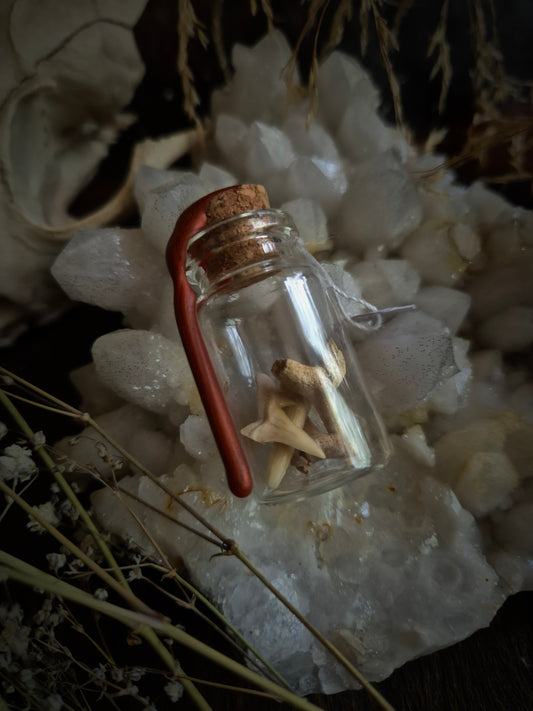 Shark Teeth Mini Jar