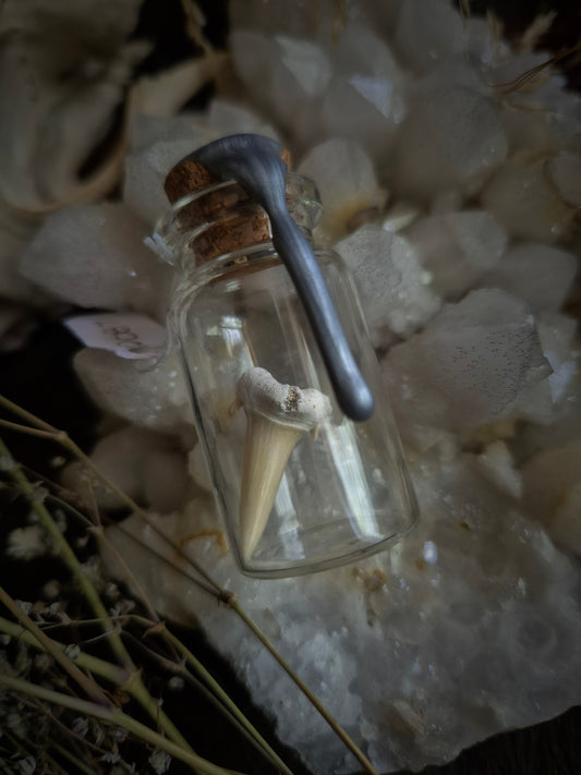 Shark Teeth Mini Jar