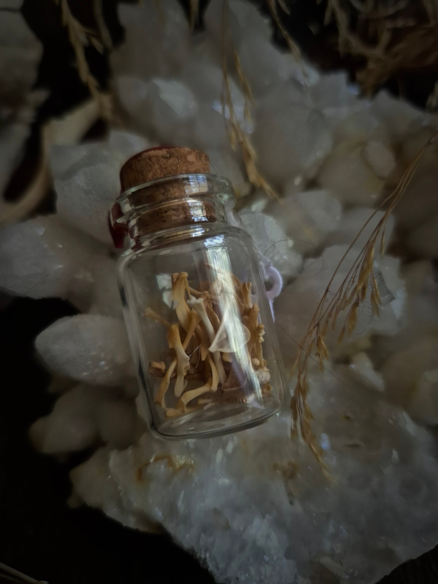 Owl Pellet Bone Mini Jar