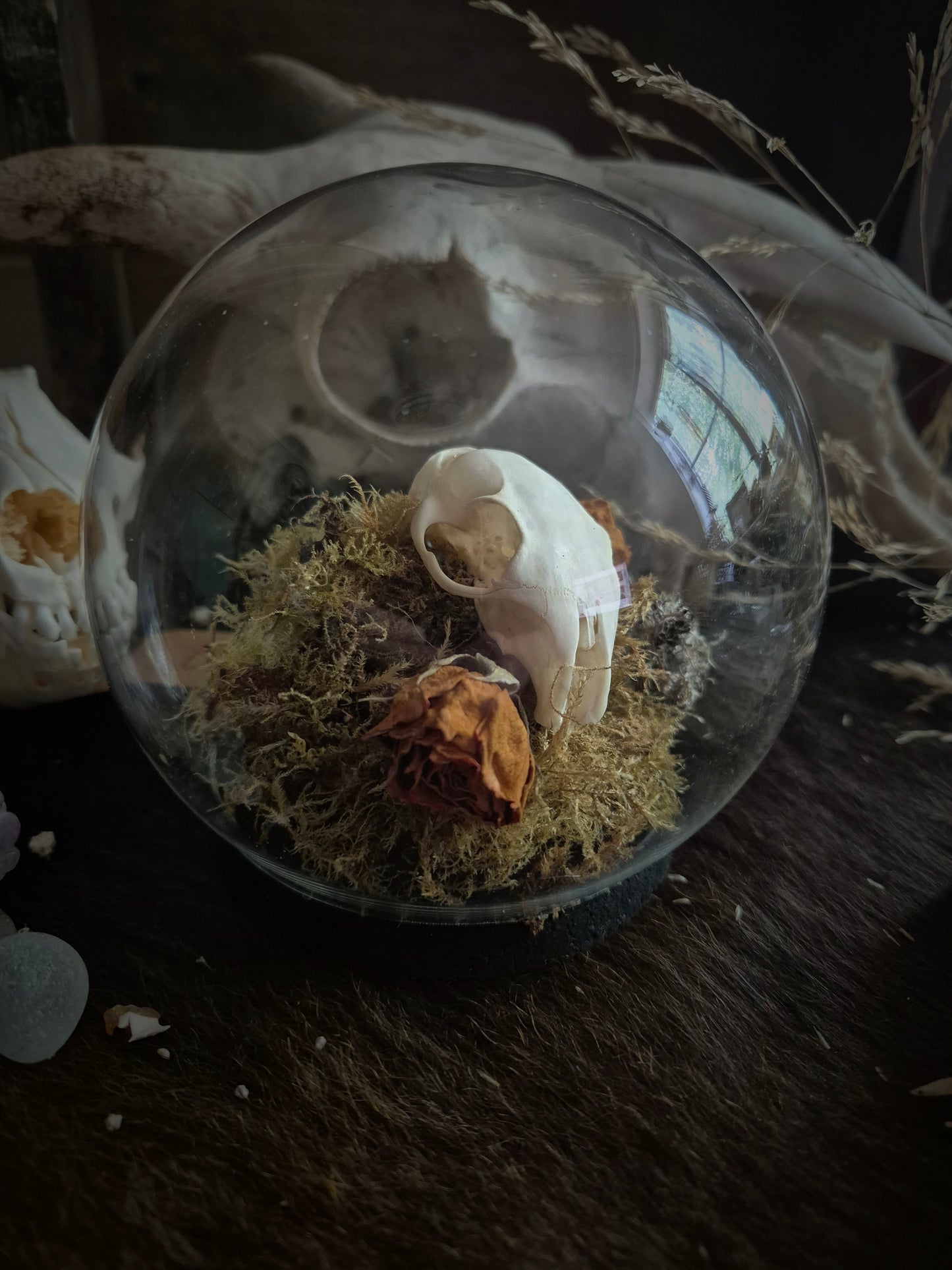 Squirrel Skull Dome