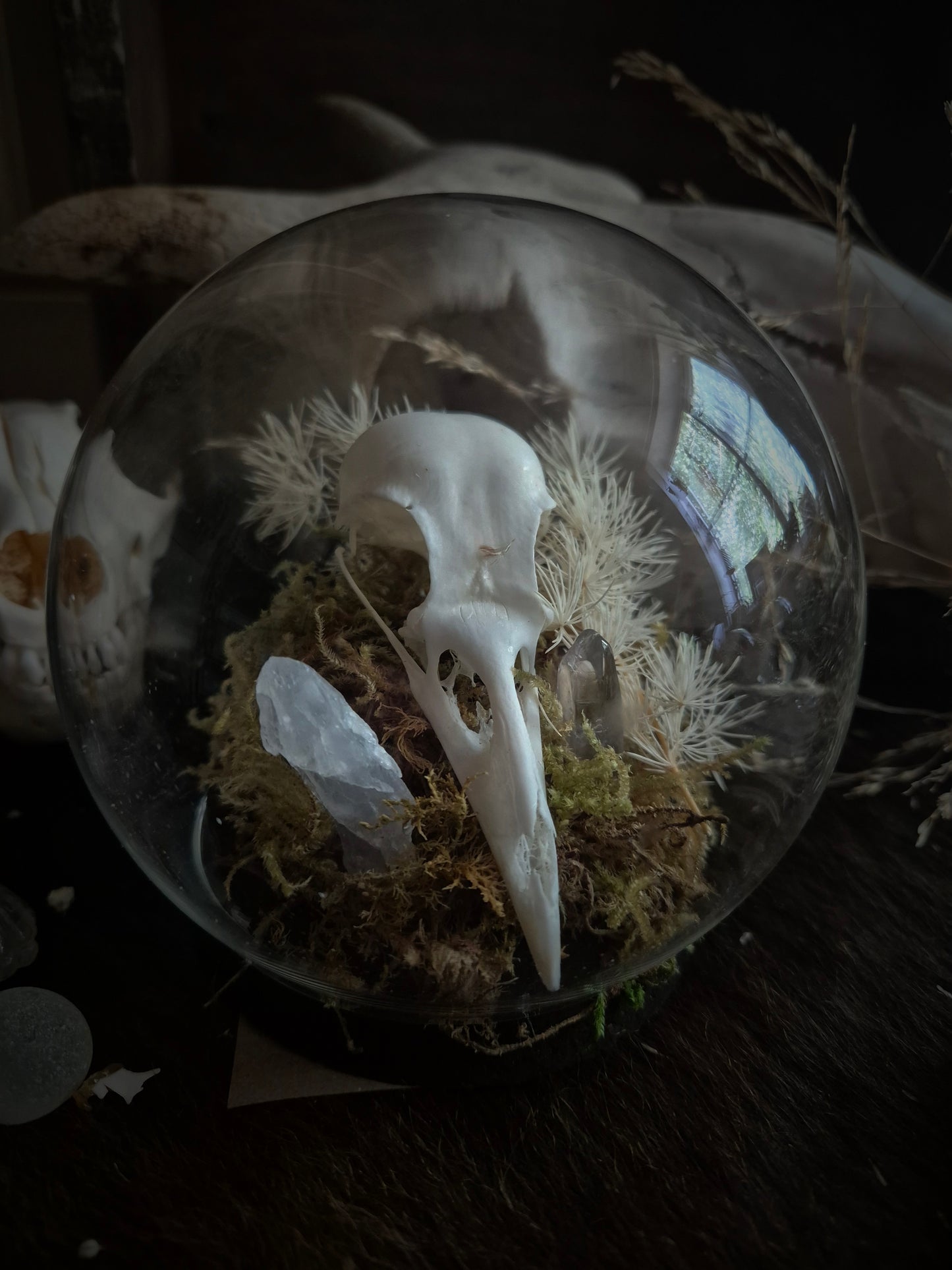 Corvid Skull Dome