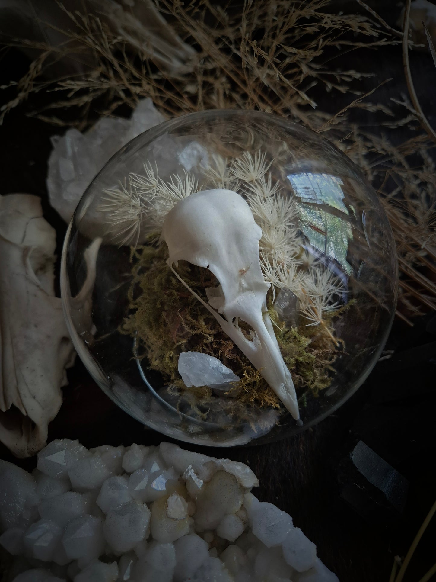 Corvid Skull Dome