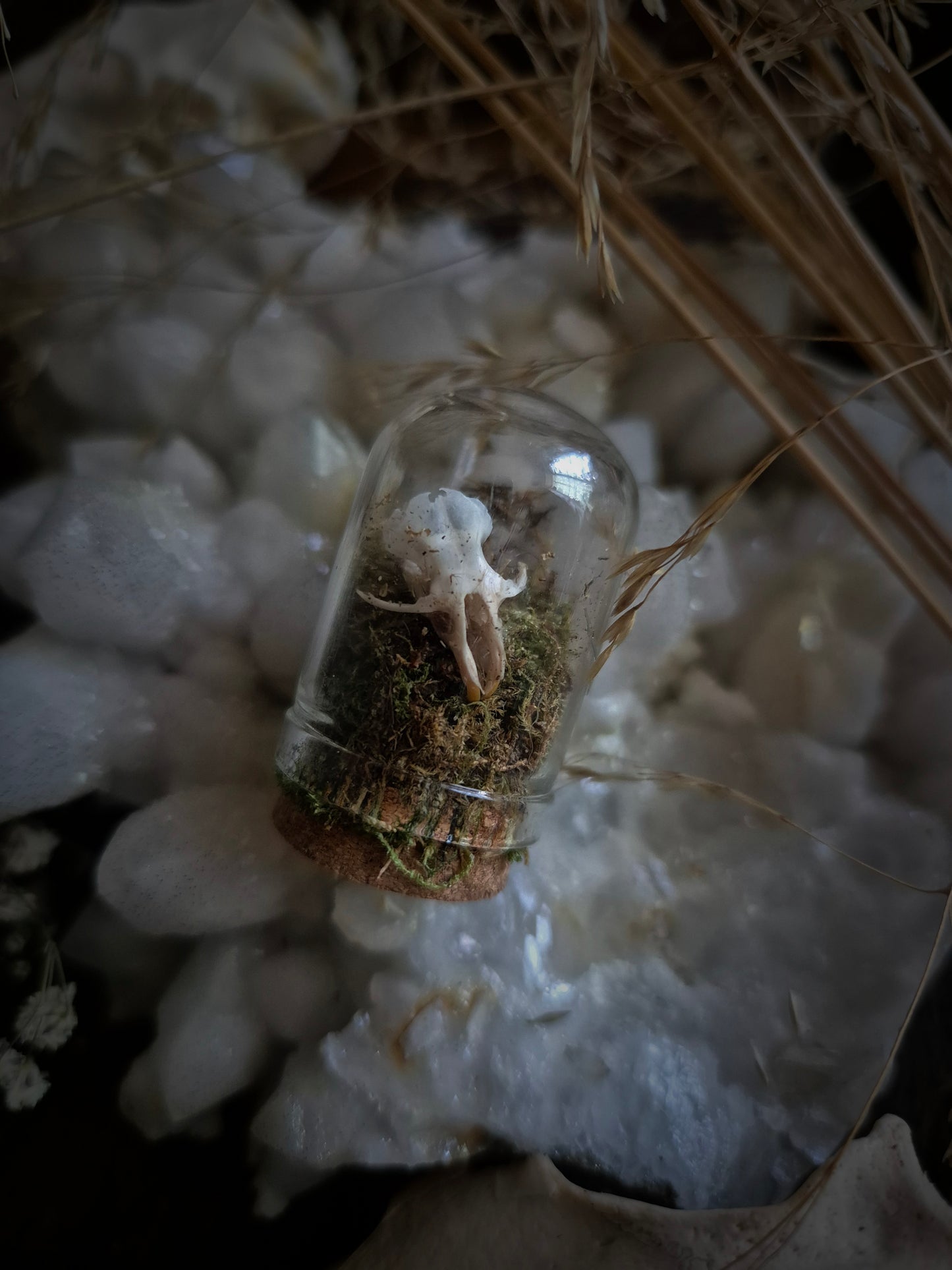 Mini Skull Dome