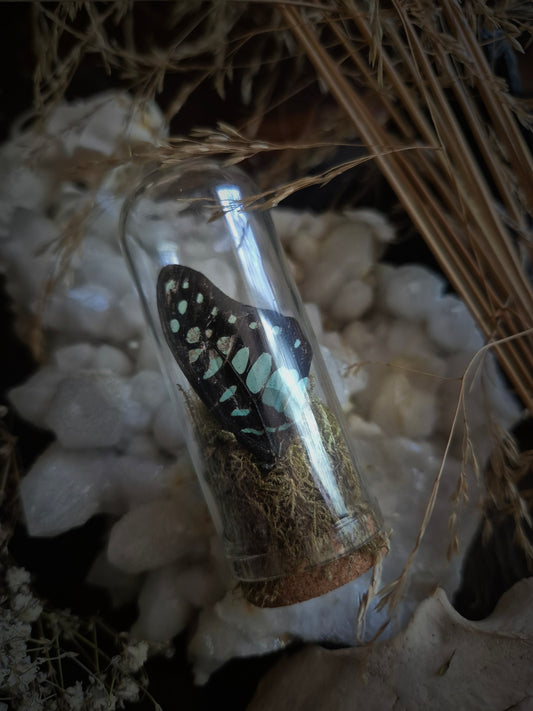 Butterfly Wing Dome