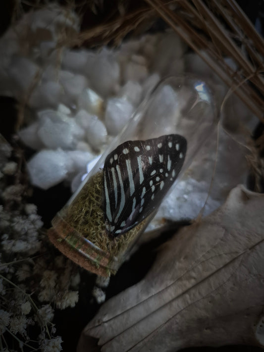 Butterfly Wing Dome