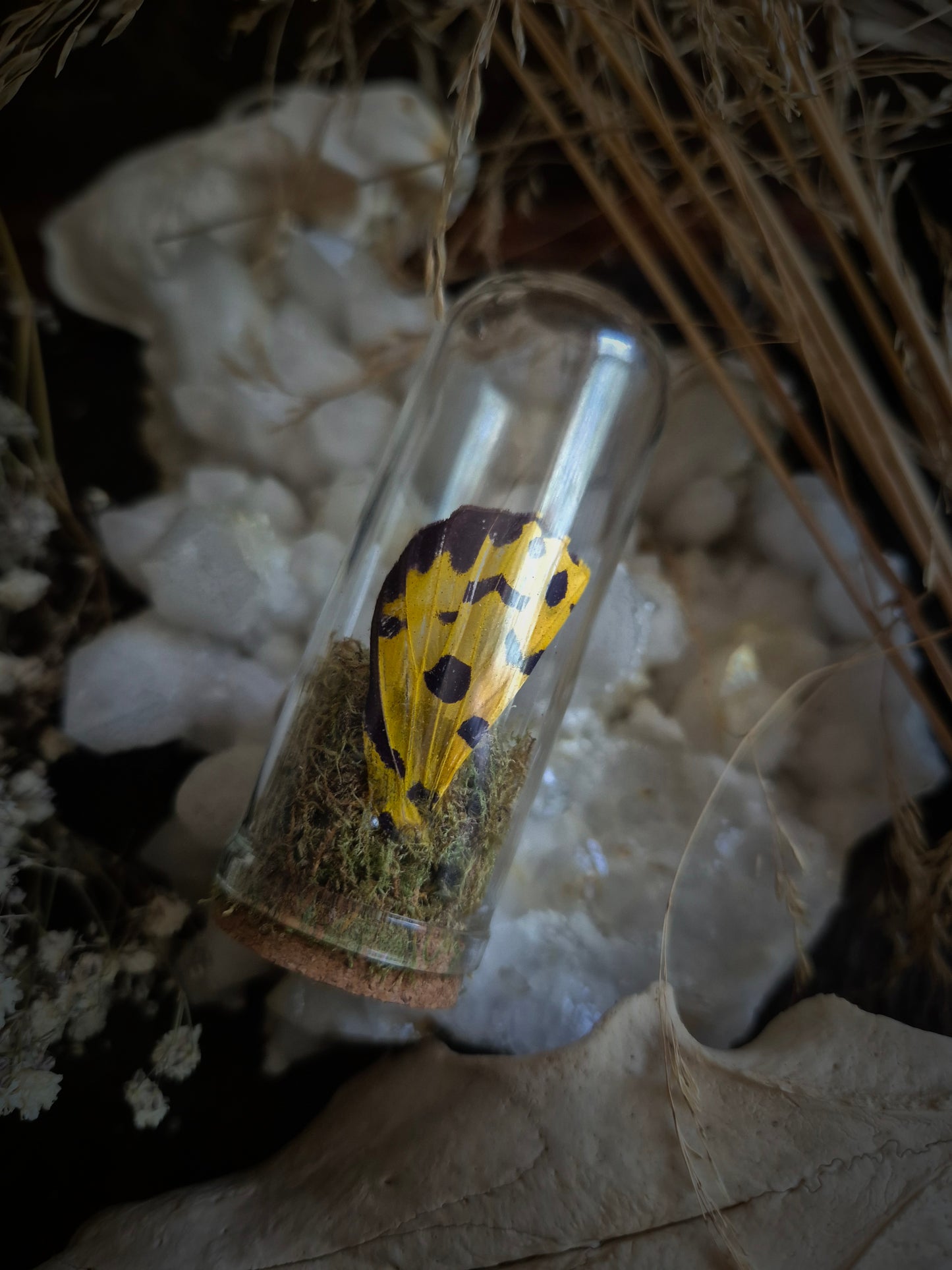 Butterfly Wing Dome