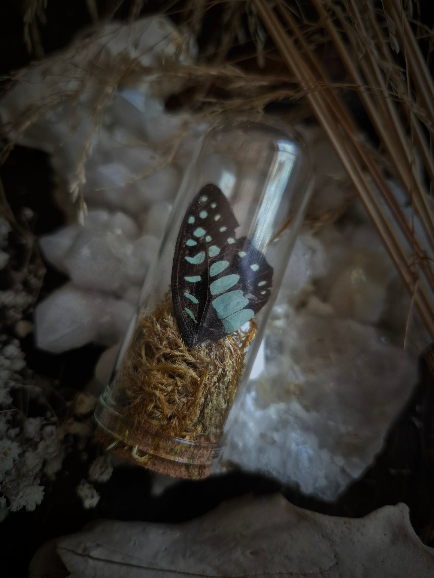 Butterfly Wing Dome