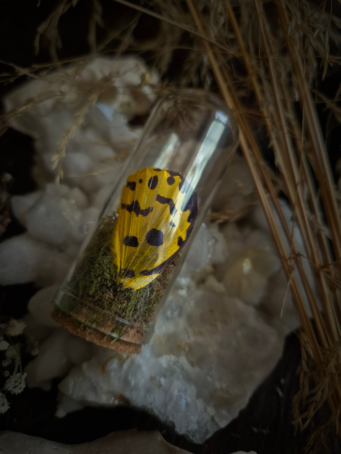 Butterfly Wing Dome